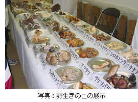 �쐶���̂��̓W��