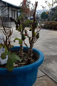 �g�����A�I�C