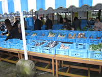 ���Y�搶�̍u�`�Ɏ����X���錤�C��