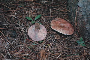 マツ林を代表する菌根性きのこ、「ハツタケ」